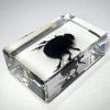 Tiny Dung Beetle, Bug Wholesale Insects In Resin