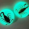 Real Insect Decor, Fridge Magnet, Real Scorpion Wholesale