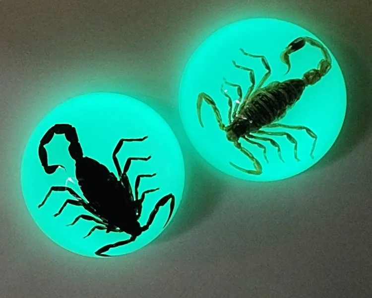 Real Insect Decor, Fridge Magnet, Real Scorpion Wholesale