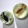 Real Insect Decor, Fridge Magnet, Real Scorpion Wholesale