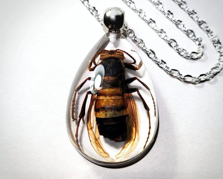 Real Insect Jewelry,Murder Hornet Necklace, Bug Necklace