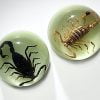 Real Insect Decor, Fridge Magnet, Real Scorpion Wholesale