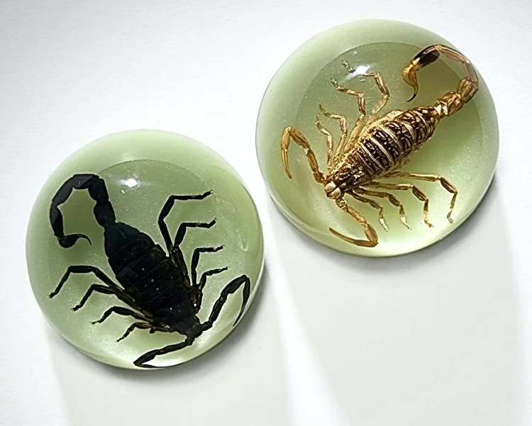 Real Insect Decor, Fridge Magnet, Real Scorpion Wholesale