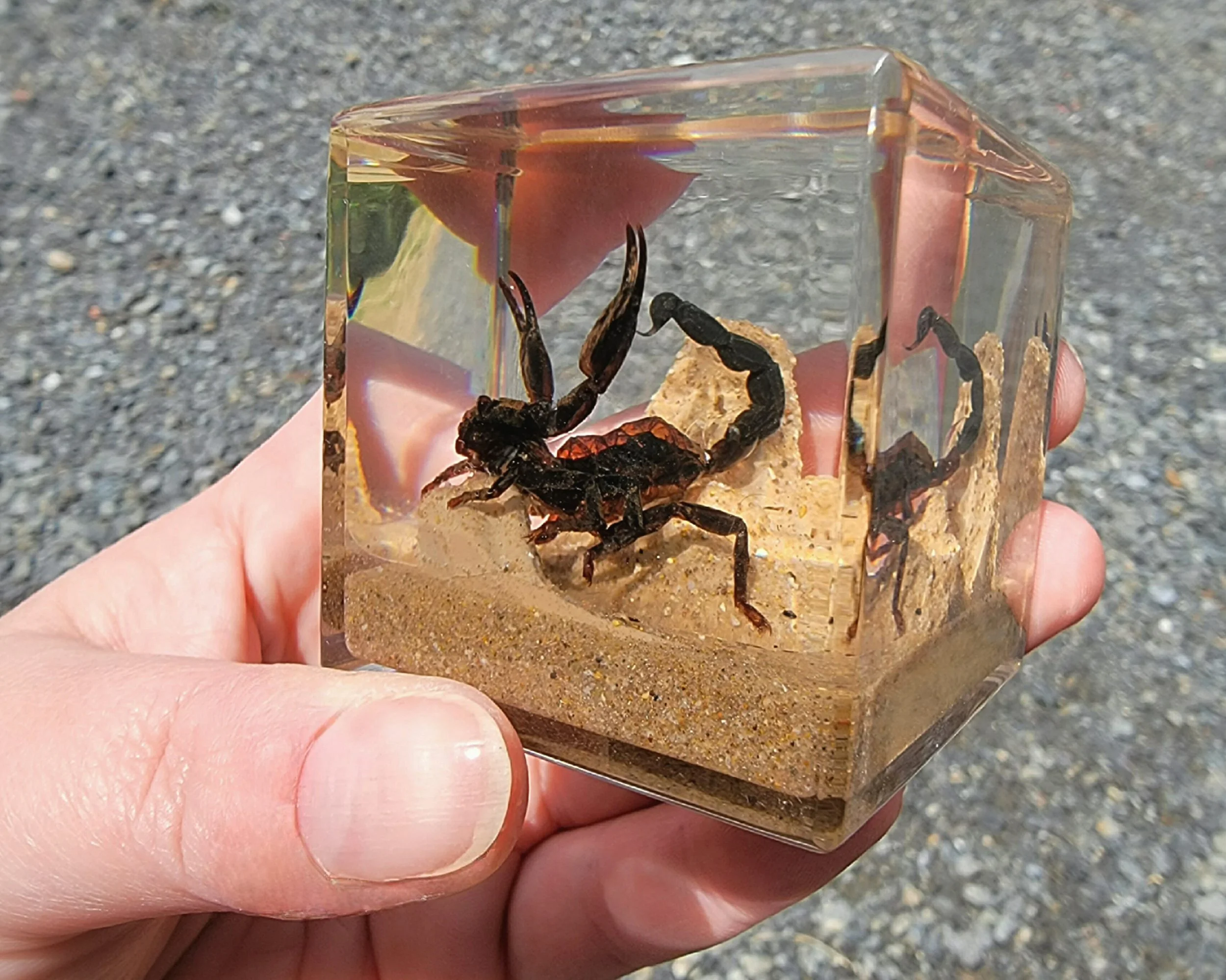 Tea Shield Bug in Resin, Insect Diorama, Poecilocoris latus