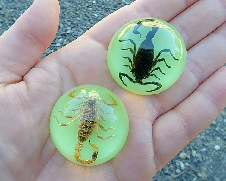 Real Scorpion in Lucite, Real Scorpion Fridge Magnet, Wholesale Scorpion Gifts