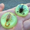 Real Scorpion in Lucite, Real Scorpion Fridge Magnet, Wholesale Scorpion Gifts