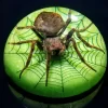 Wholesale bug in Resin, Real Spider Paperweight with Web