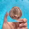 Real Octopus in Resin, Wholesale Specimen In Resin, Ocean Decor
