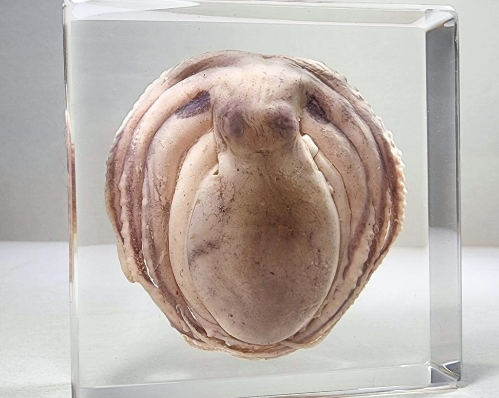 Aquatic Specimens in Resin Wholesale Insects In Resin Available