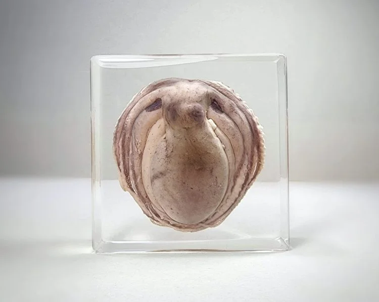 Real Octopus in Resin, Real Octopus Specimen, Wholesale Oddities