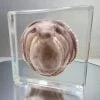 Real Octopus in Resin, Real Octopus Specimen, Wholesale Oddities