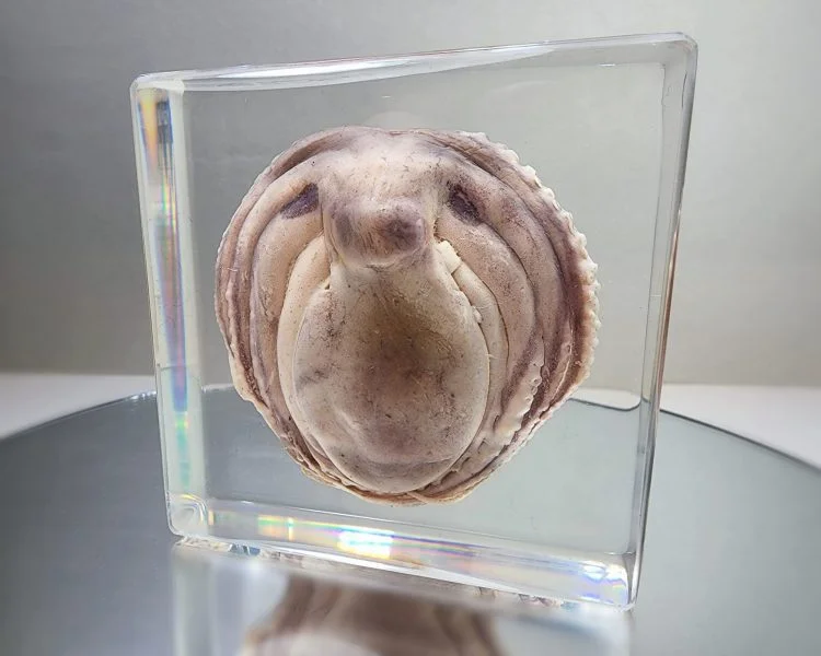 Real Octopus in Resin, Real Octopus Specimen, Wholesale Oddities