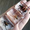 Wholesale Bugs in Resin, Wholesale Insects in Resin, Lucite Bugs