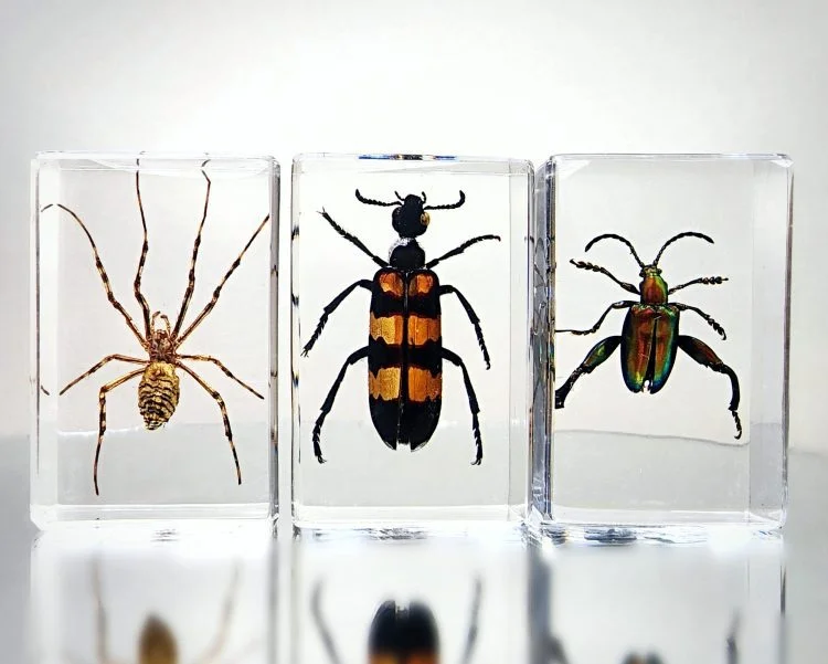 Wholesale Bugs in Resin, Wholesale Insects in Resin, Lucite Bugs