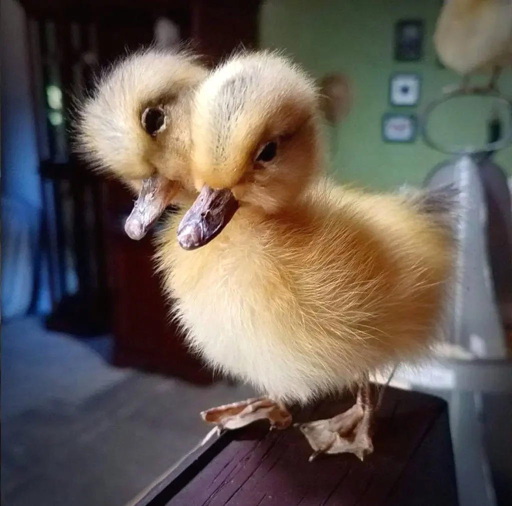 Wholesale 2 headed Duckling, Oddities Curiosities