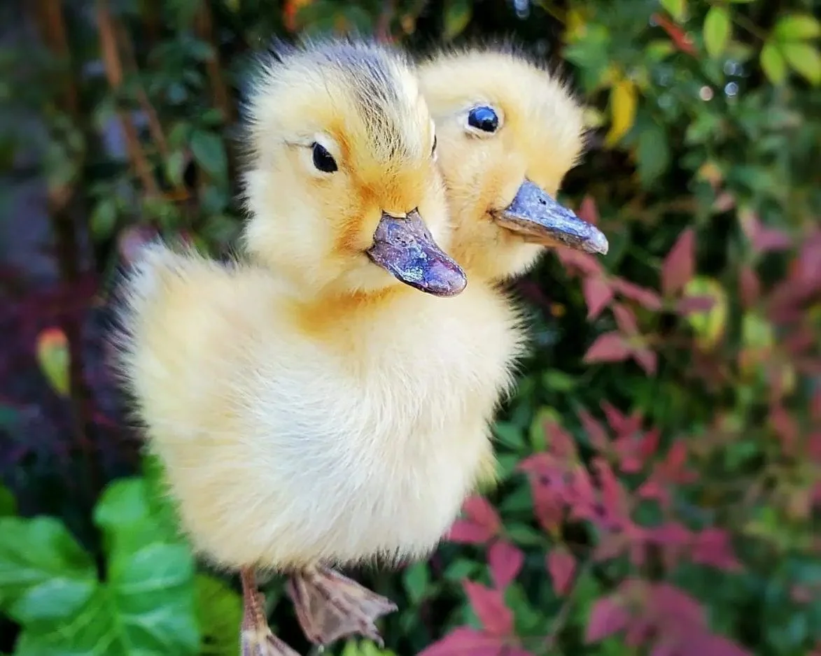 Wholesale 2 headed Duckling, Oddities Curiosities