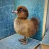 Wholesale Taxidermy Duckling, Oddities Curiosities, Brown