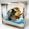 Real Crab Diorama, Fiddler Crab in Resin