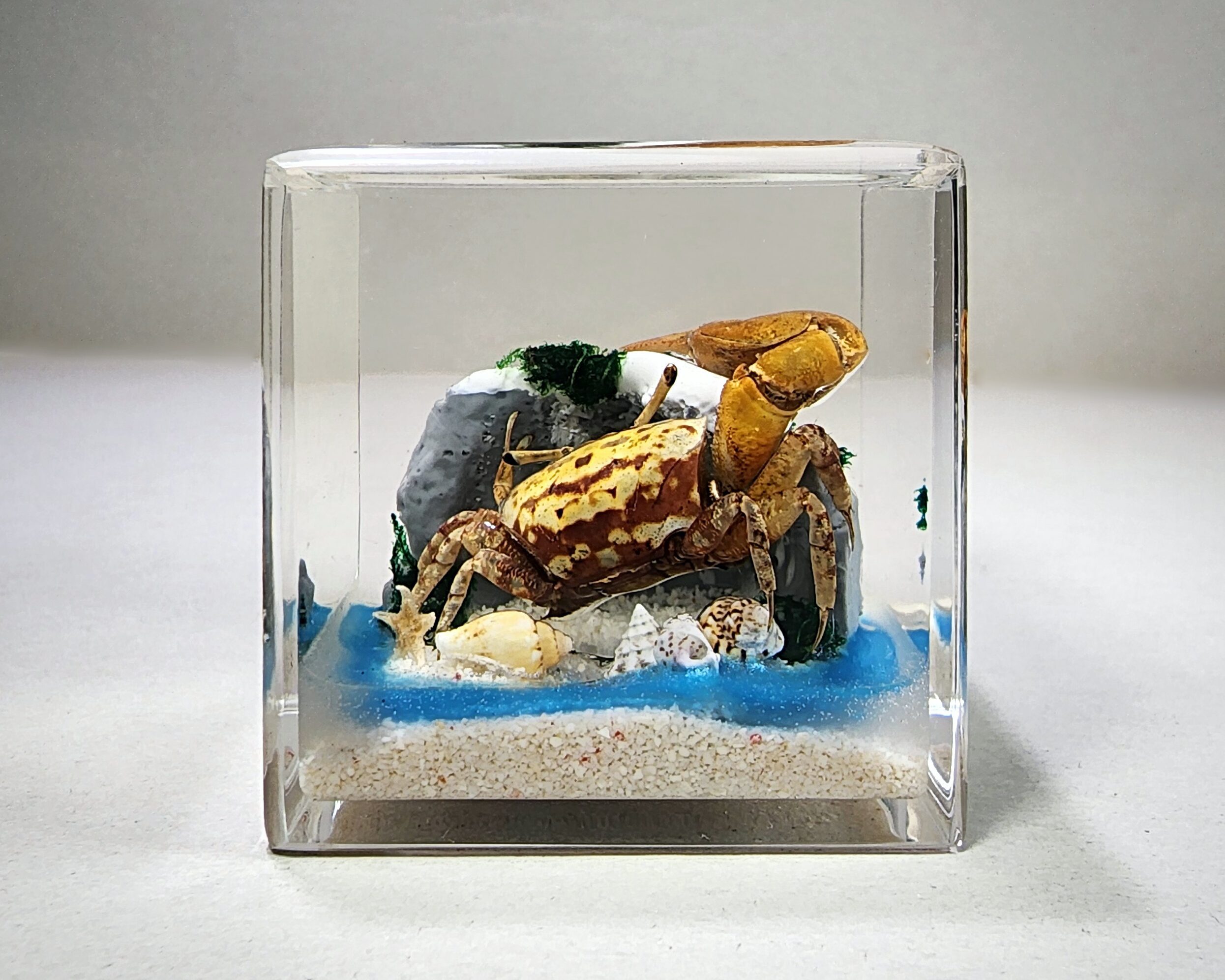 Fiddler Crab in Resin, Uca crassipes - Insects In Resin