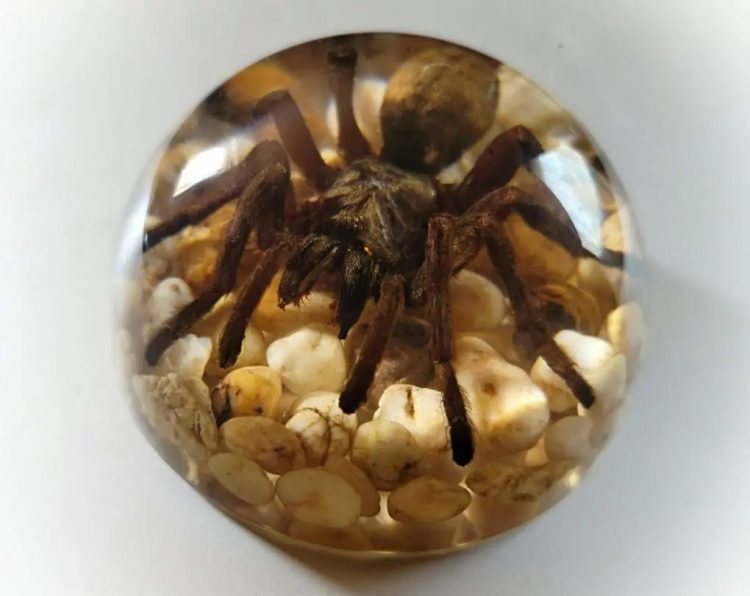 Real Tarantula in Resin, Spider Paperweight Wholesale