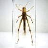 Locust In Resin, Grasshopper, Insects In Resin Wholesale
