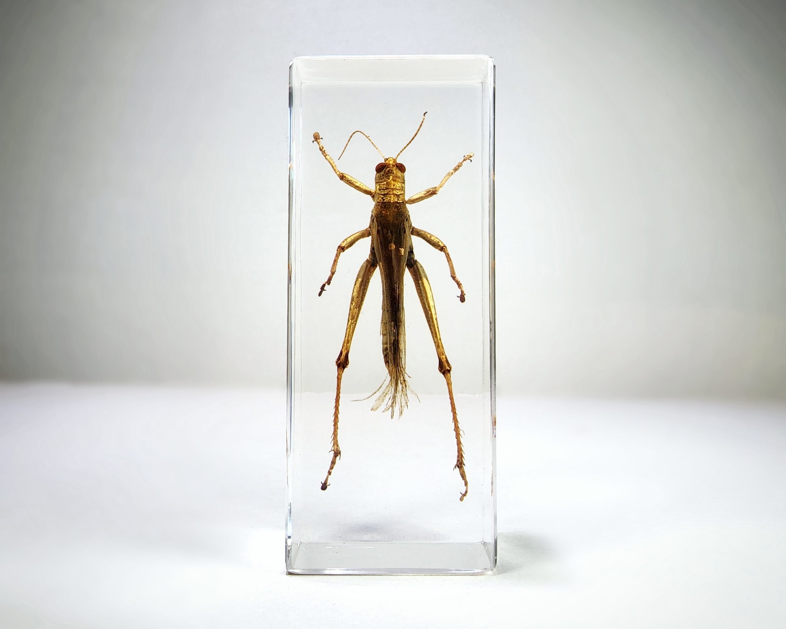 Tea Shield Bug in Resin, Insect Diorama, Poecilocoris latus