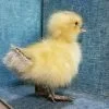 Taxidermy Baby Duck For Sale