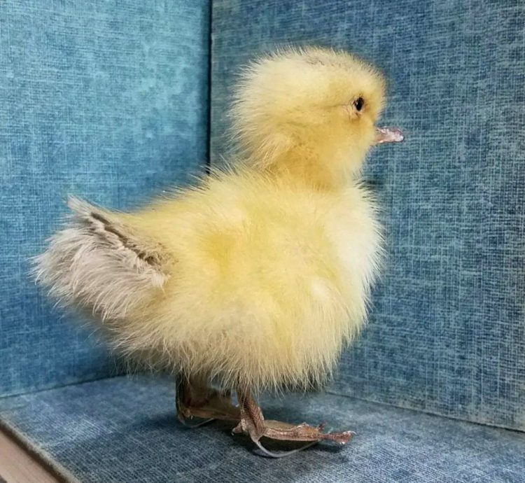 Taxidermy Baby Duck For Sale
