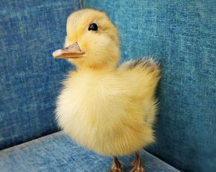 Taxidermy Duckling For Sale