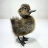 Wholesale Taxidermy Duckling, Oddities Curiosities, Brown