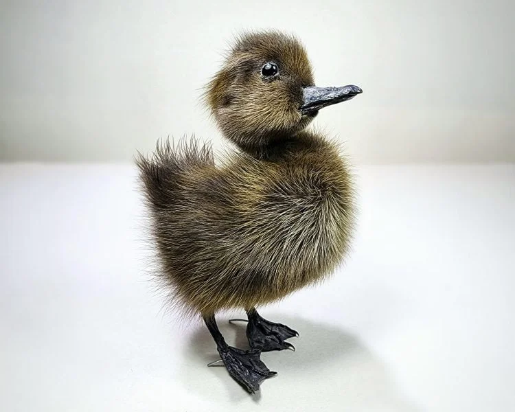 Wholesale Taxidermy Duckling, Oddities Curiosities, Brown