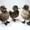 Wholesale Taxidermy Duckling, Oddities Curiosities, Brown