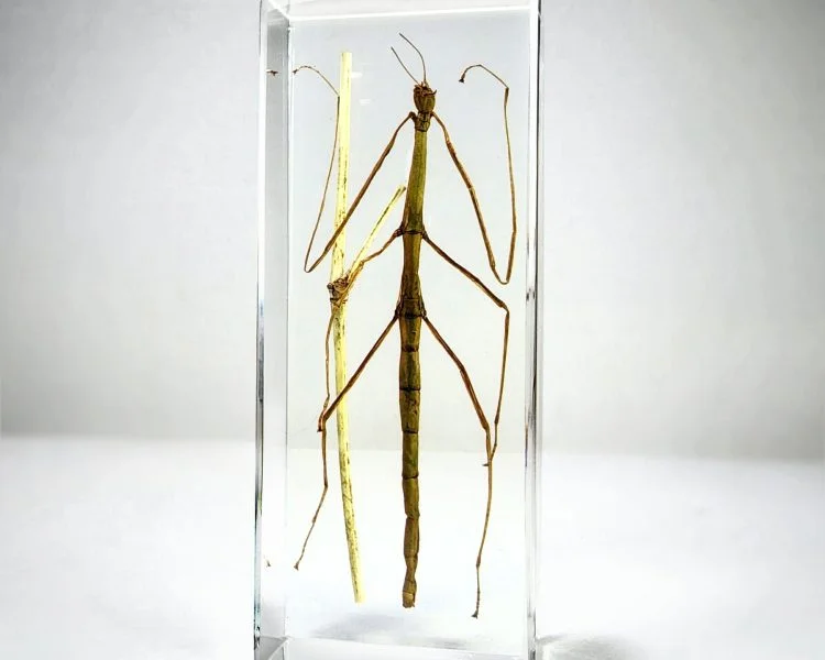 Insects In Resin, Walking Stick, Stick Insect