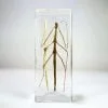 Insects In Resin, Walking Stick, Stick Insect