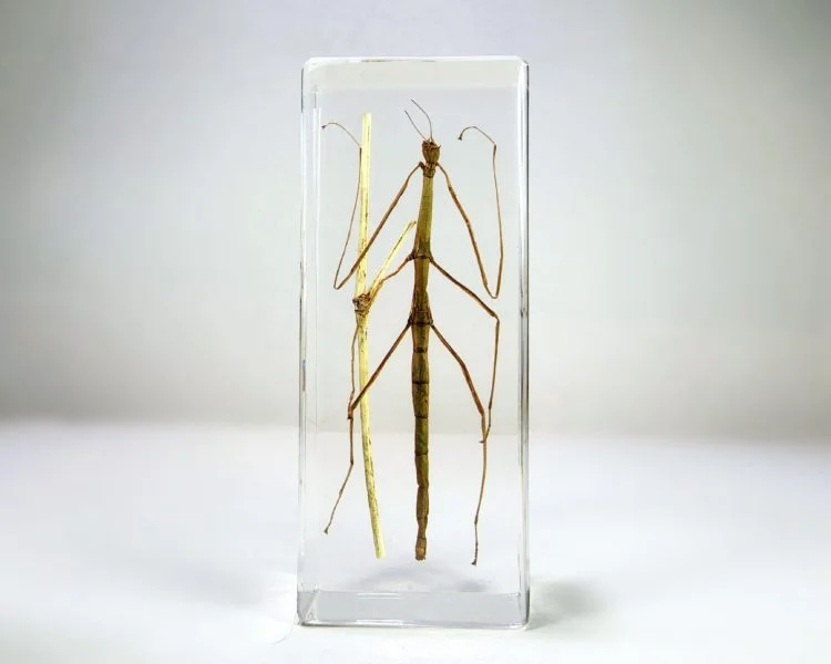 Insects In Resin, Walking Stick, Stick Insect