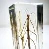 Insects In Resin, Walking Stick, Stick Insect