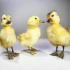 Wholesale Taxidermy Duckling, Taxidermy Baby Duck