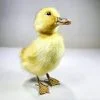 Wholesale Taxidermy Duckling, Taxidermy Baby Duck