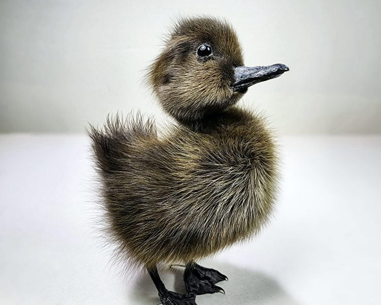 Wholesale Taxidermy Duckling, Oddities Curiosities, Brown