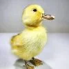 Wholesale Taxidermy Duckling, Taxidermy Baby Duck