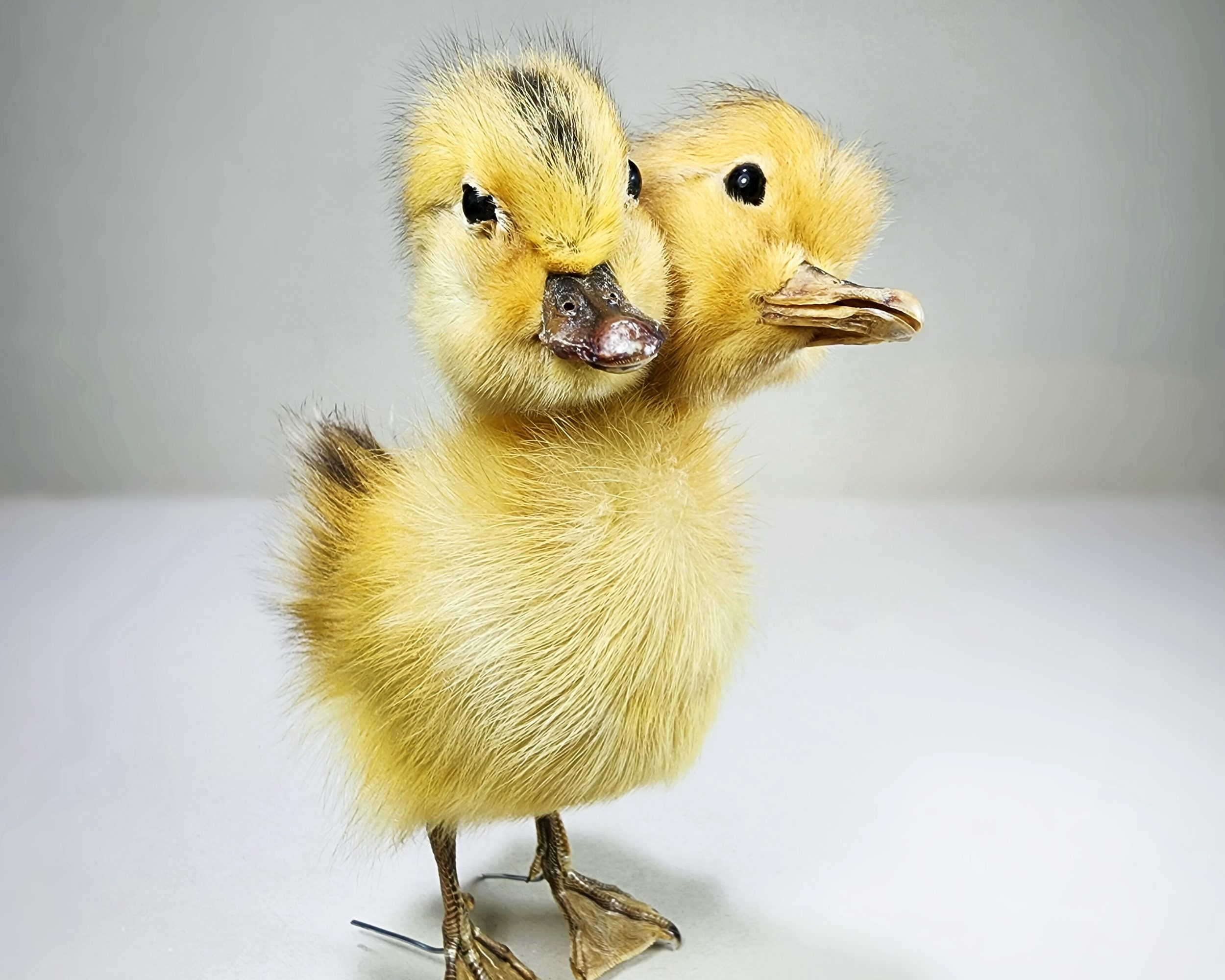 Two Headed Yellow Taxidermy Duckling, Taxidermy Baby Duck, Anas  platyrhynchos domestica - Insects In Resin
