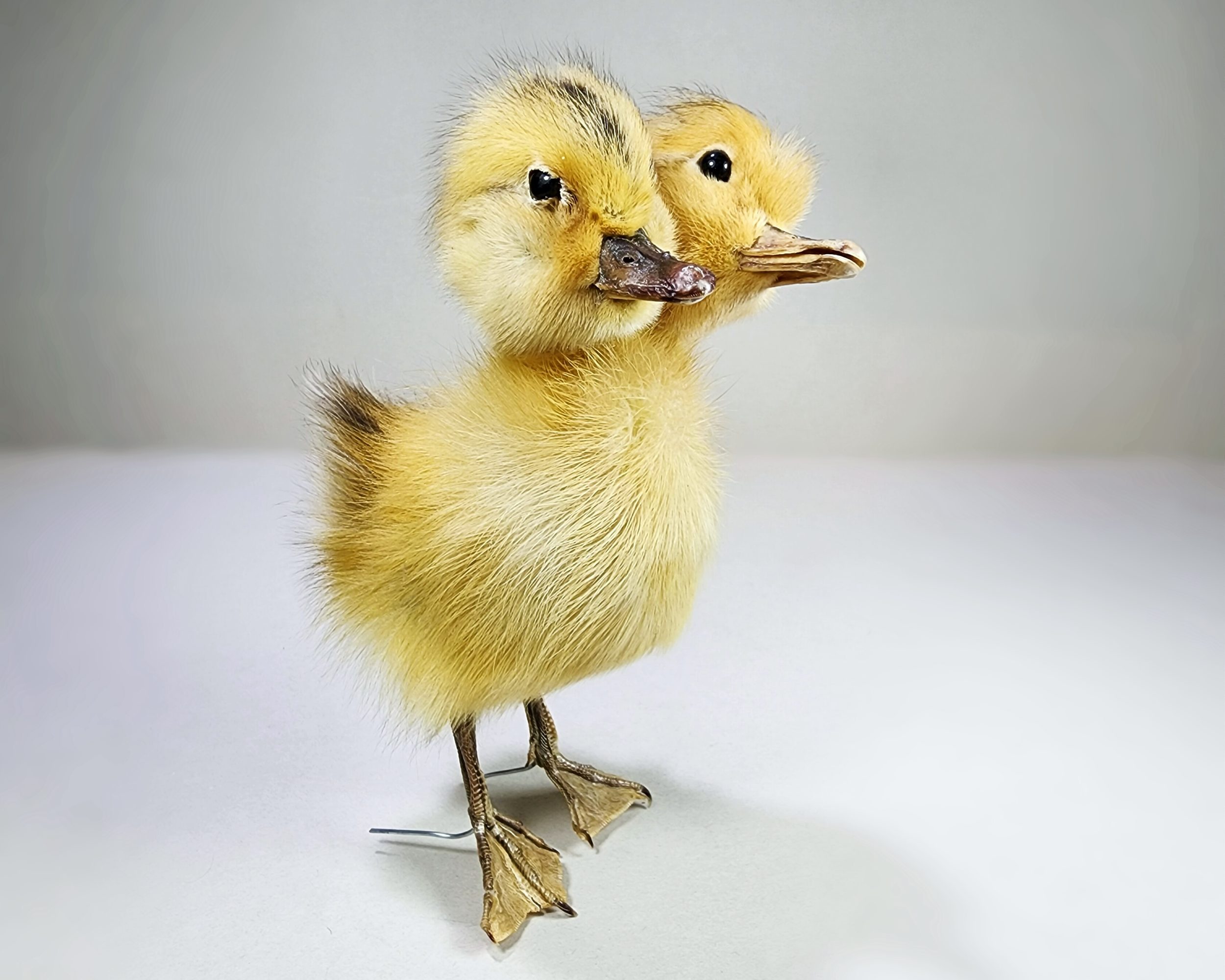 Two Headed Yellow Taxidermy Duckling, Taxidermy Baby Duck, Anas