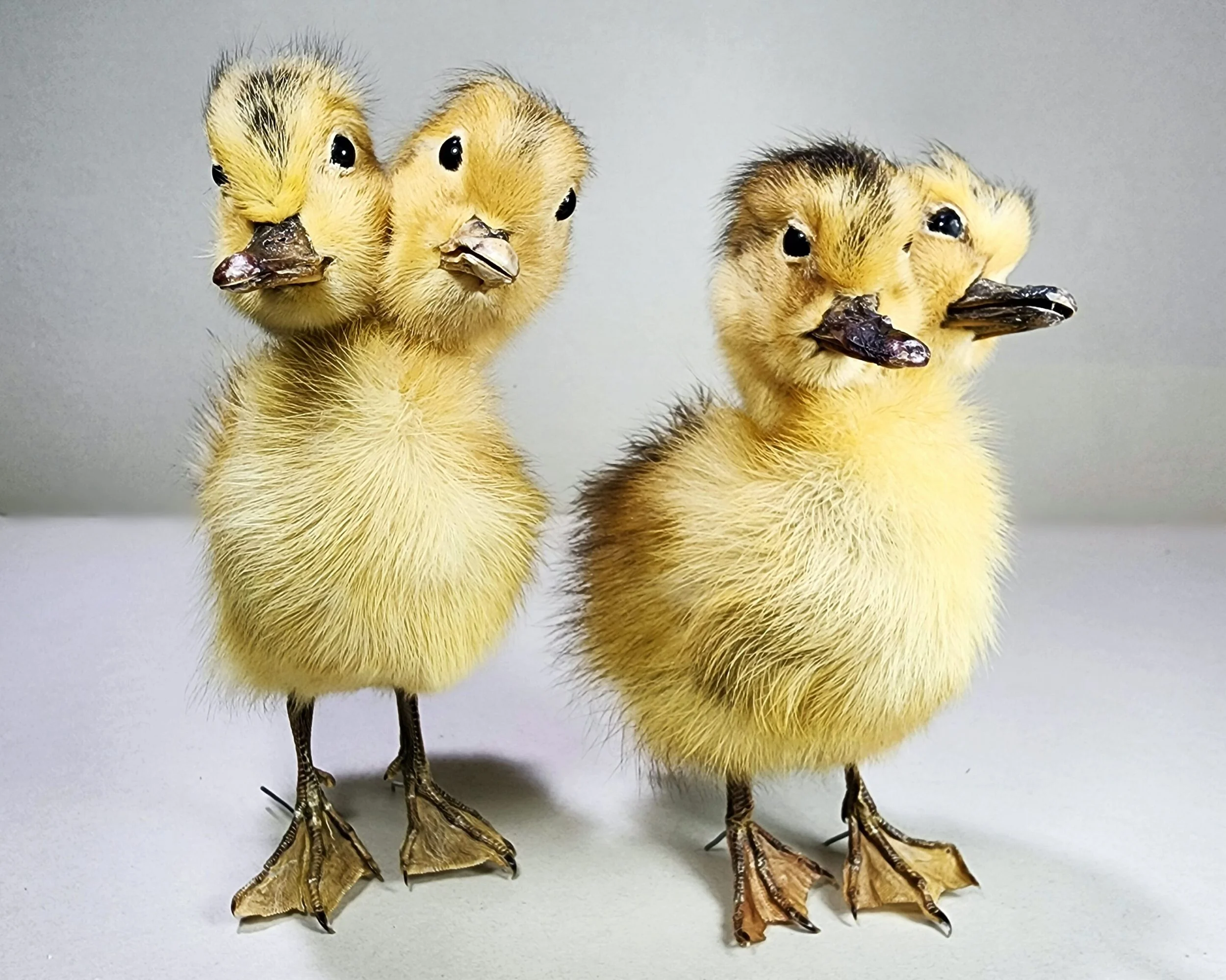 Wholesale 2 headed Duckling, Oddities Curiosities