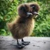 Wholesale 2 headed taxidermy ducking, 2 headed duck, two headed wholesale oddities