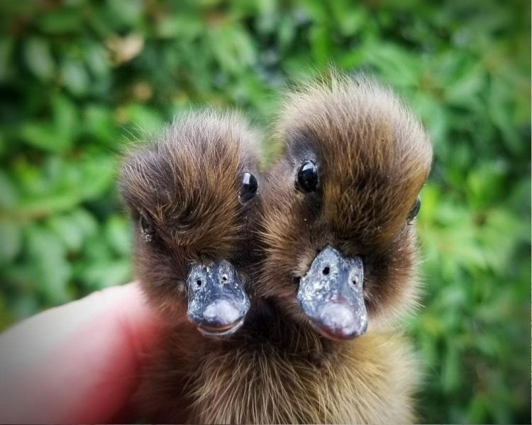 Two Headed Brown Taxidermy Duckling Taxidermy Baby Duck Anas Two Headed Brown Taxidermy Duckling Taxidermy Baby Duck Anas