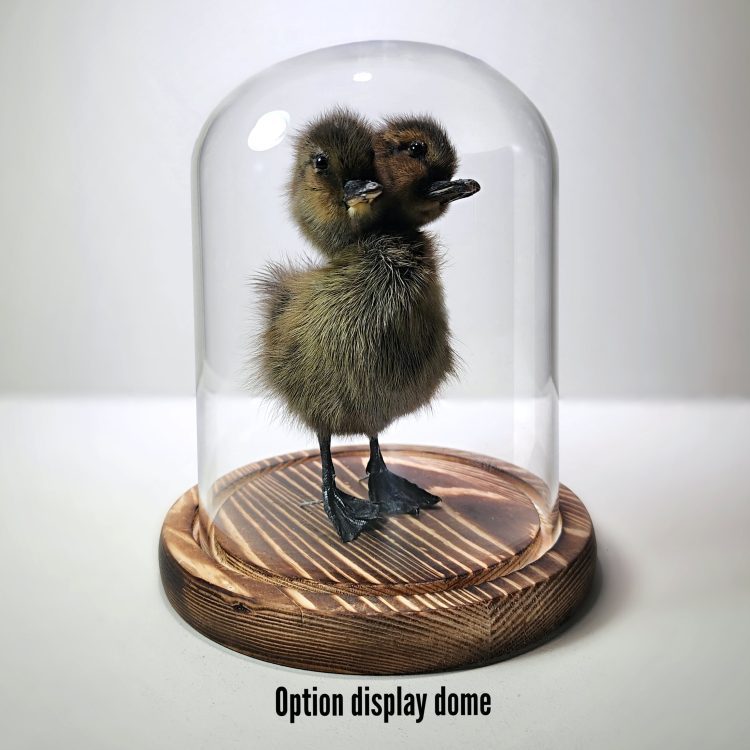 Curio Display, Glass Display for 2 headed taxidermy Duck, Glass Cloche