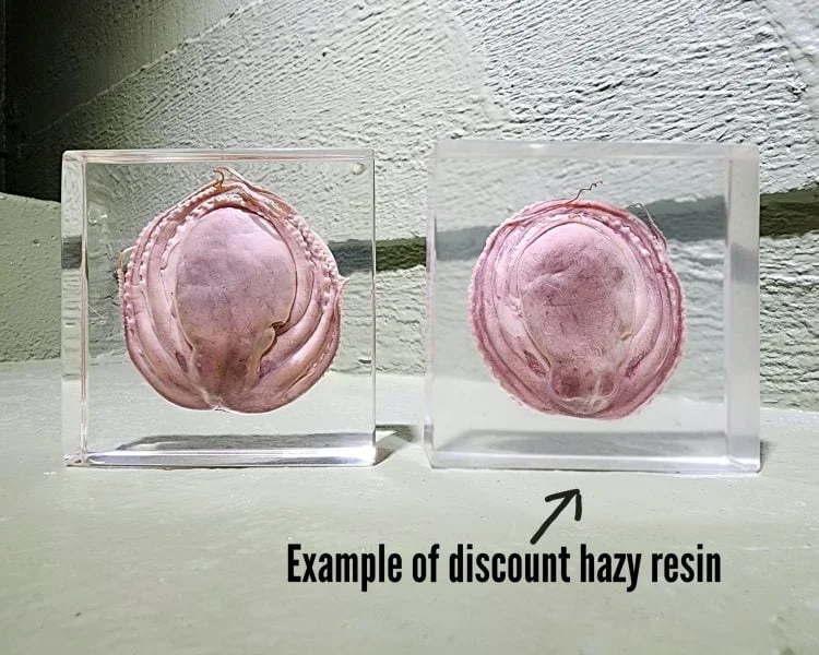 Discount Oddities, Real Octopus In Resin, Wholesale Specimens in Resin