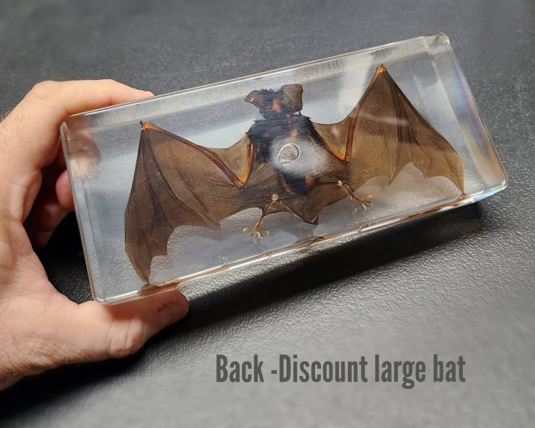 Discount Bat in Resin, Real Bat In Resin, Preserved Wholesale Bat