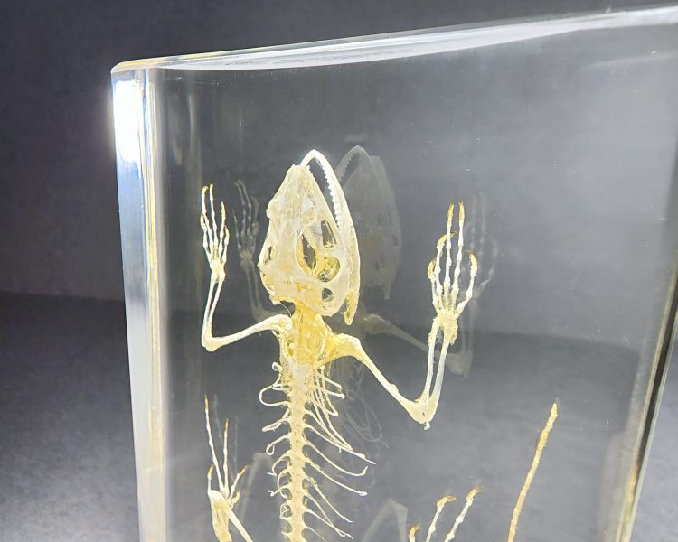 Real Skeletons In Resin, Real Lizard Skeleton, Animal Skeletons