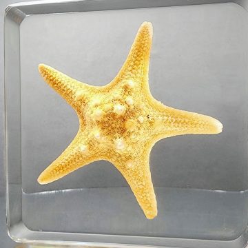 Real Starfish in Resin, Aquatic Specimens, Ocean Decor